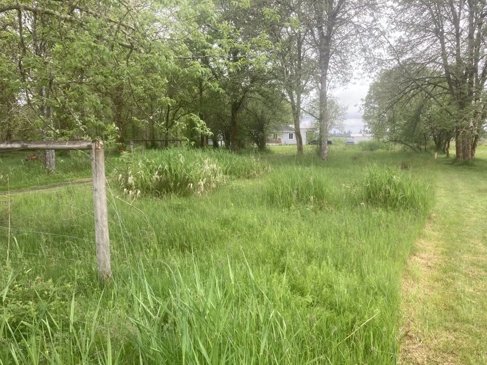 Top-rated outdoor landscaping experts serving Lacey, WA - LBE Lawncare