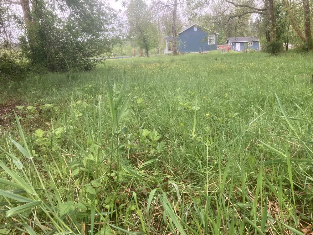 Affordable yard cleanup service near you across Lacey, WA - LBE Lawncare