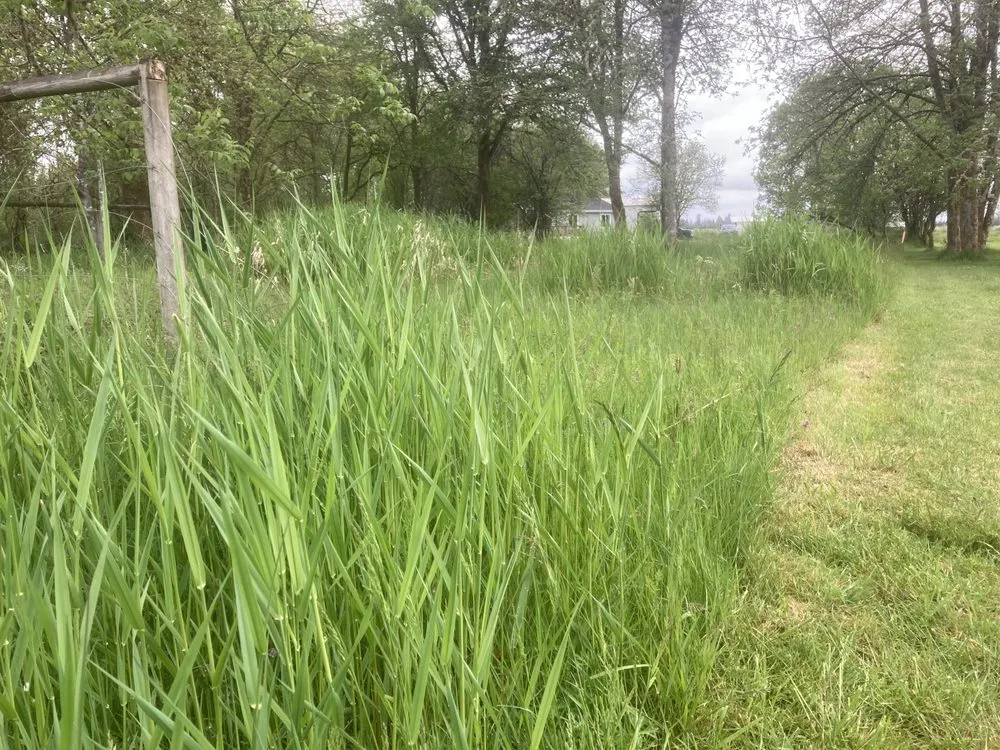 Local yard cleanup service for homes in Lacey, WA by LBE Lawncare