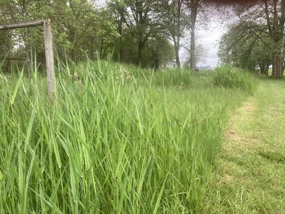 Custom outdoor landscaping for year-round maintenance in Lacey, WA by LBE Lawncare