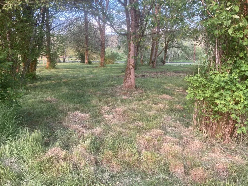 Trusted yard cleanup service in Lacey, WA by LBE Lawncare