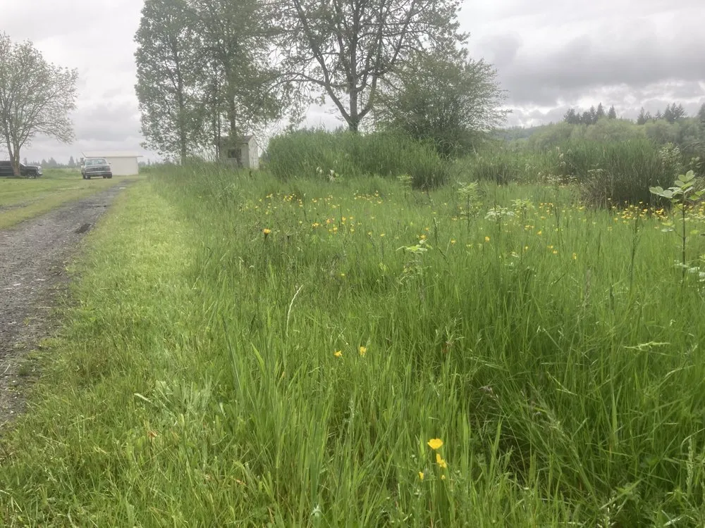 Custom yard cleanup service in Lacey, WA - LBE Lawncare