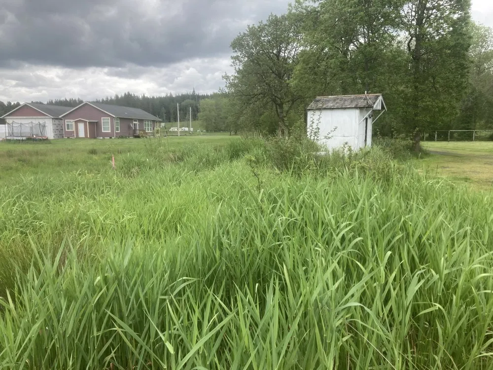 Professional lawn mowing service in Lacey, WA - LBE Lawncare