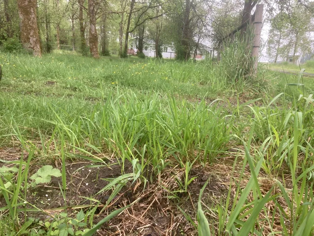 Top-rated lawn mowing service for homes across Lacey, WA - LBE Lawncare