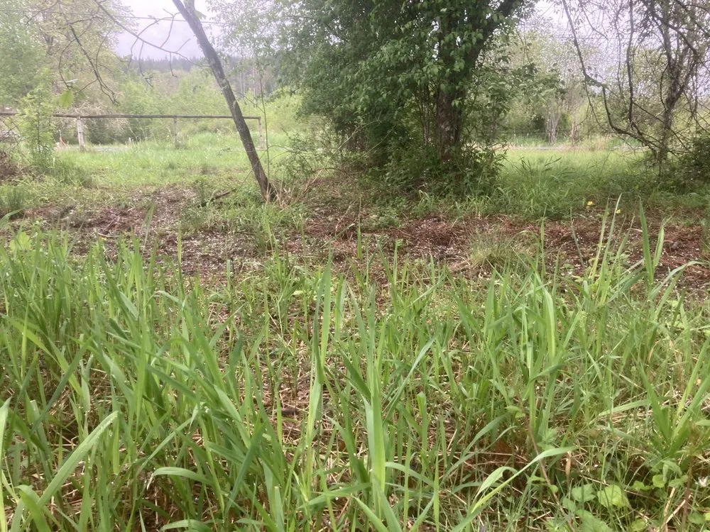 Custom lawn mowing service in Lacey, WA by LBE Lawncare