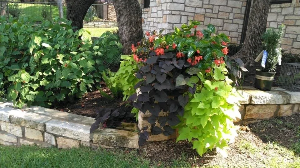 Affordable lawn care service experts serving Kingsland, TX - LBJ Gardens