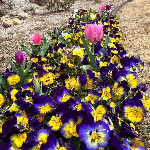 Affordable landscaping services in Claremore, OK by Lbr