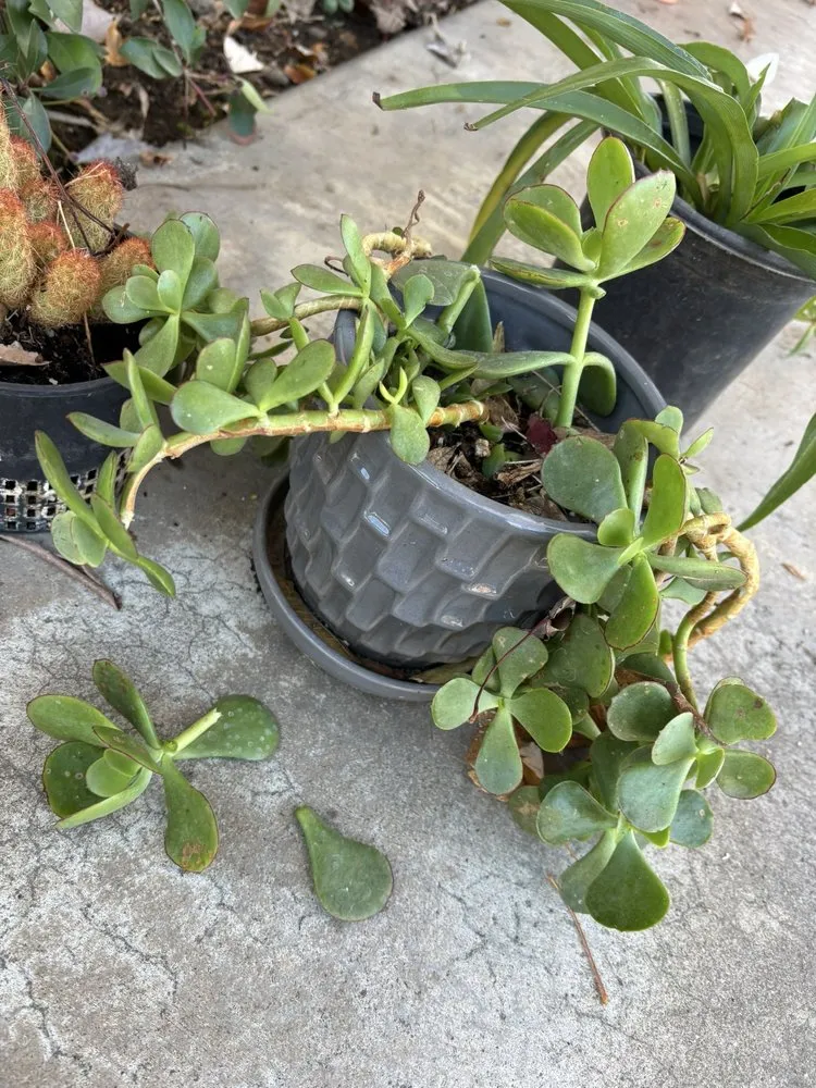 Reliable lawn care service for year-round maintenance across Chico, CA - L&C Landscape