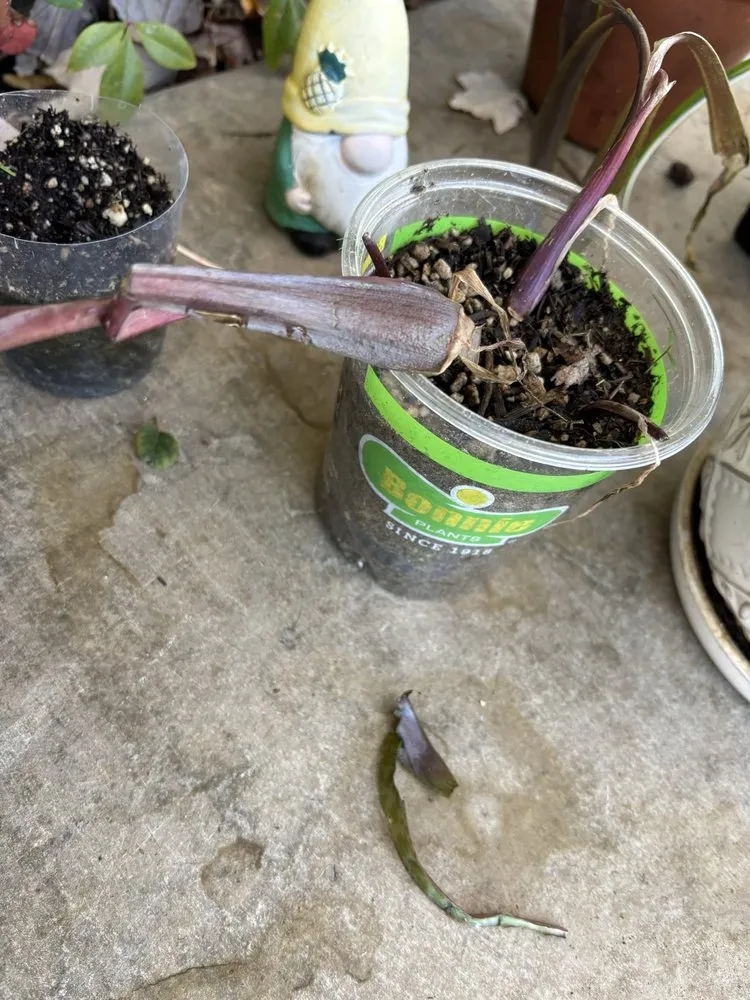 Custom lawn mowing service in Chico, CA by L&C Landscape