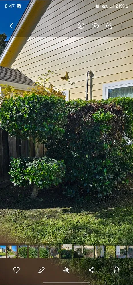 Professional lawn care service in Salinas, CA - L&C Lawn Care