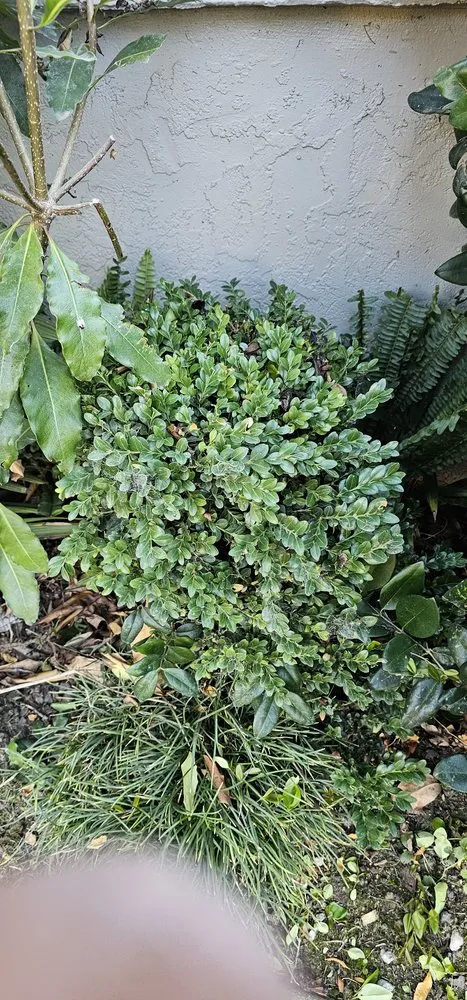 Professional yard maintenance in Salinas, CA - L&C Lawn Care