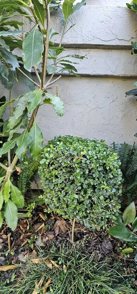 Reliable landscaping services experts serving Salinas, CA - L&C Lawn Care