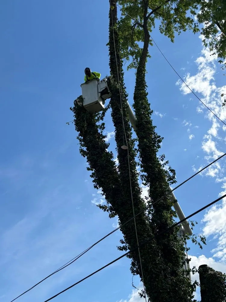 Custom lawn care service with custom design across Hagerstown, MD - LC Tree Service