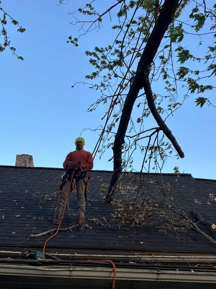 Custom landscape design for year-round maintenance across Hagerstown, MD - LC Tree Service