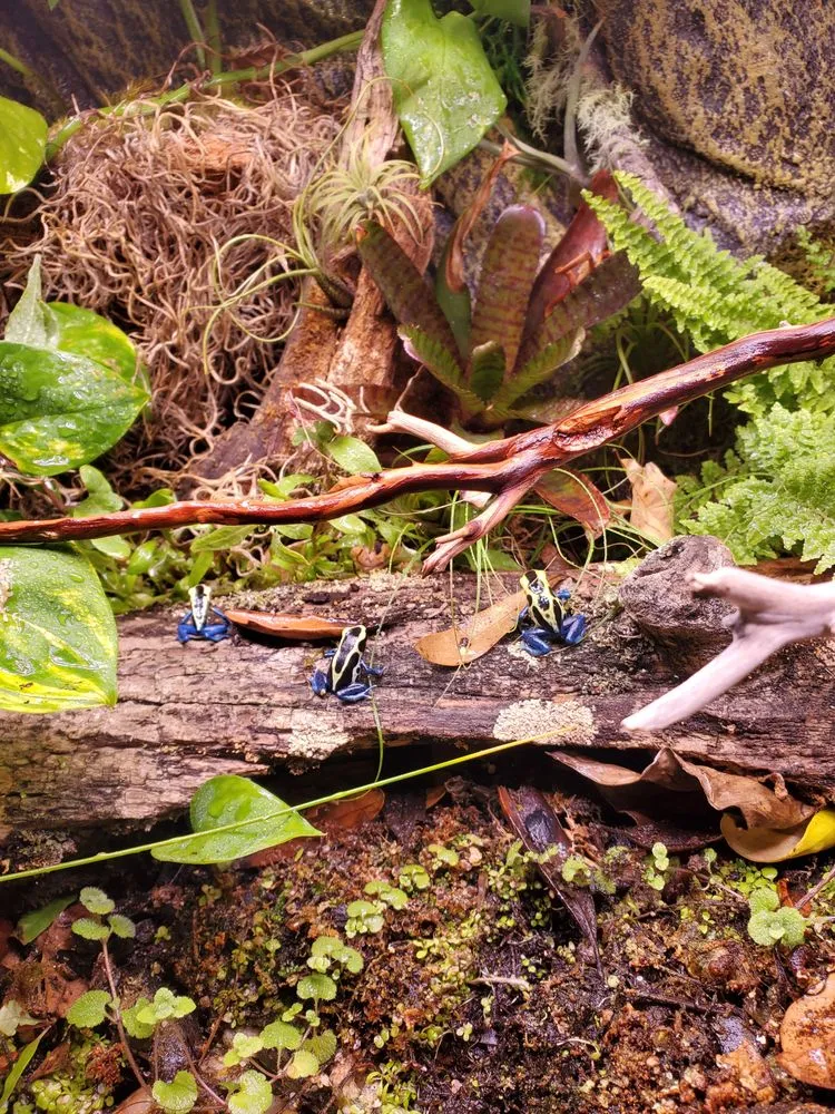 Affordable landscaping services in Waxahachie, TX - Lcdi contracting