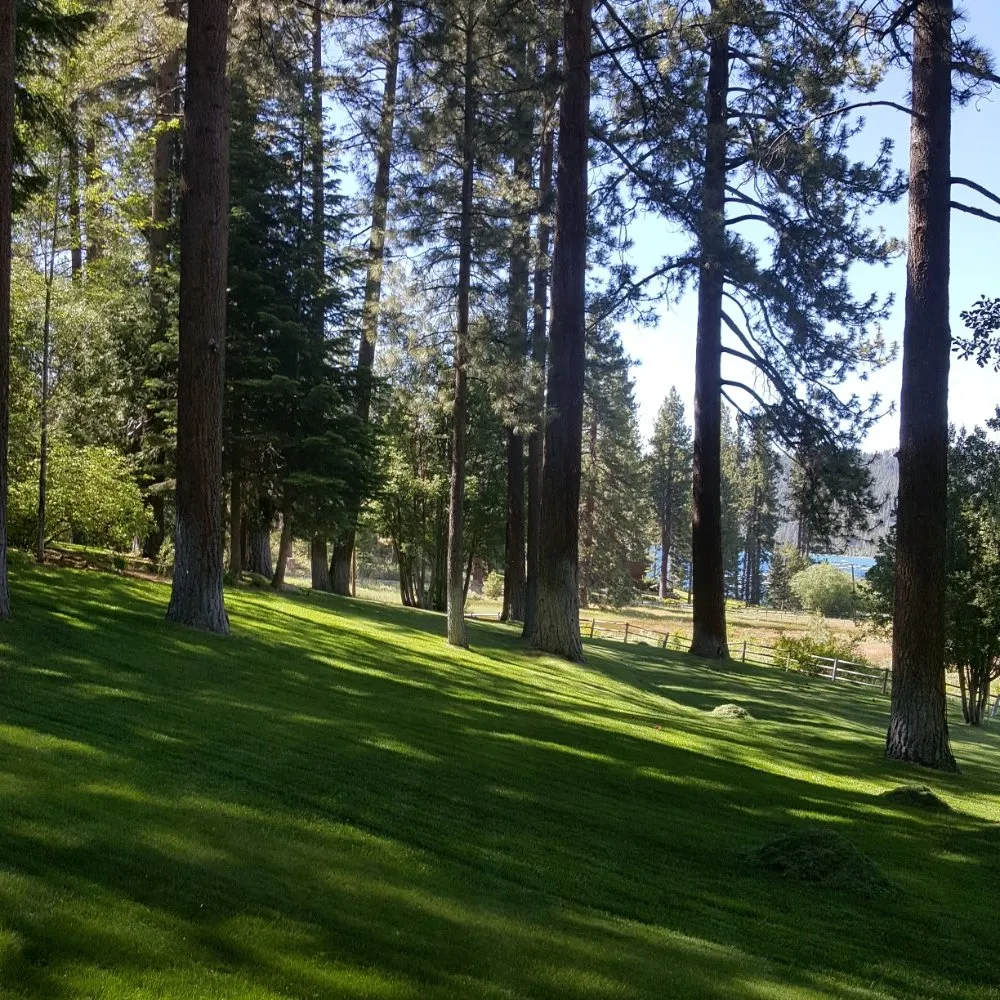 Professional yard cleanup service in Reno, NV by LCL Landscaping
