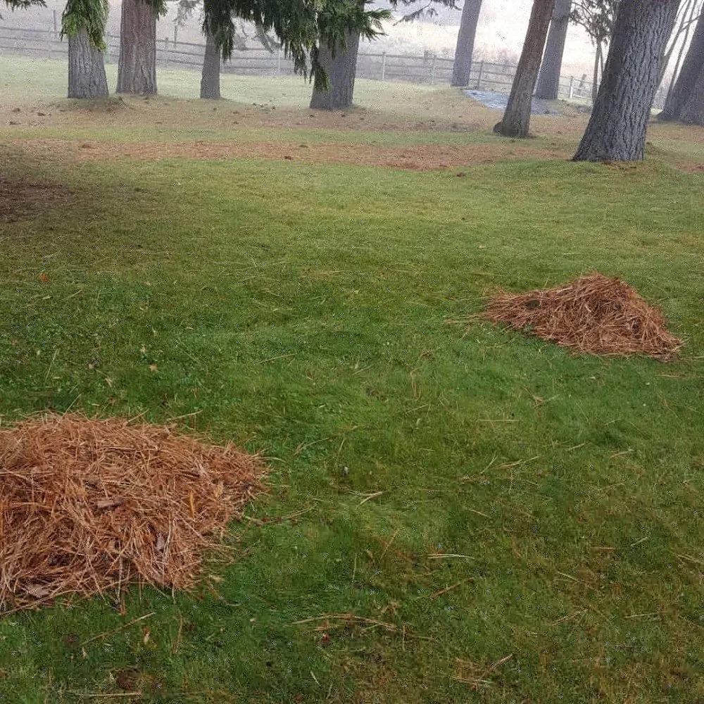 Custom yard maintenance experts serving Reno, NV - LCL Landscaping