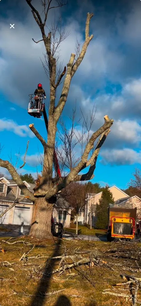 Reliable yard maintenance in Lynn, MA - LCN Tree Service