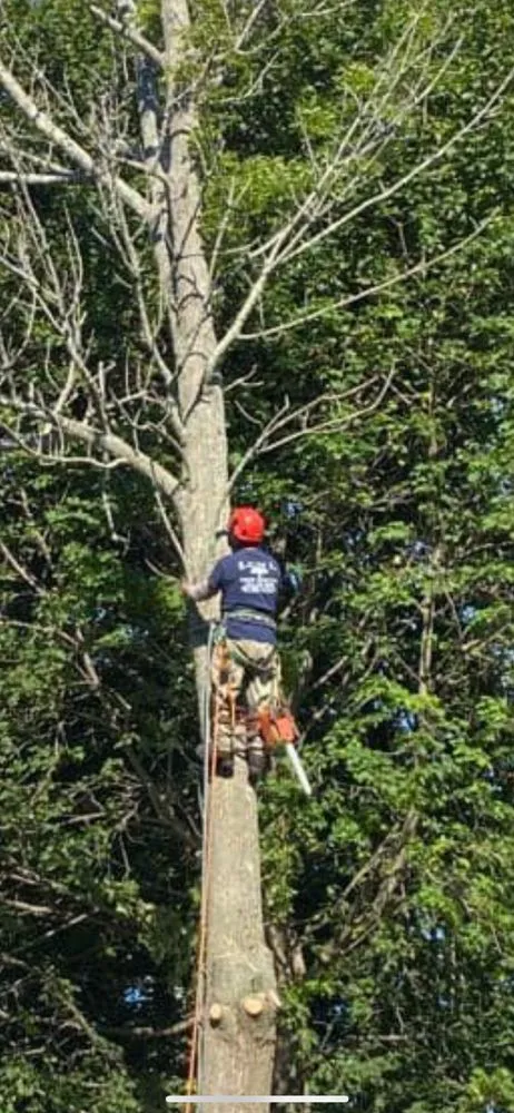 Affordable outdoor landscaping in Lynn, MA by LCN Tree Service