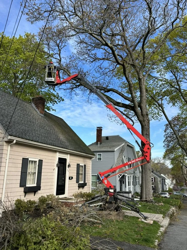 Custom yard cleanup service in Lynn, MA by LCN Tree Service