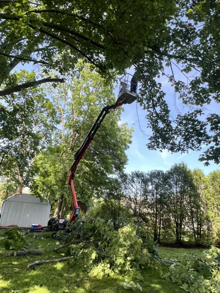 Trusted yard cleanup service in Lynn, MA - LCN Tree Service