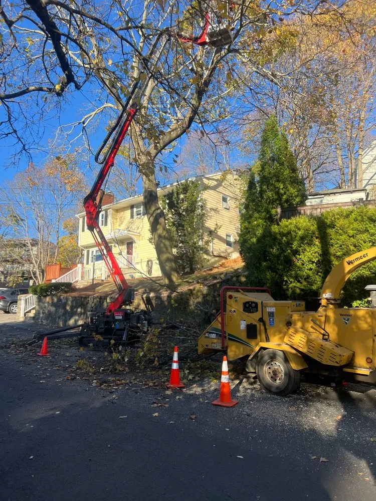 Reliable lawn care service for homes in Lynn, MA by LCN Tree Service