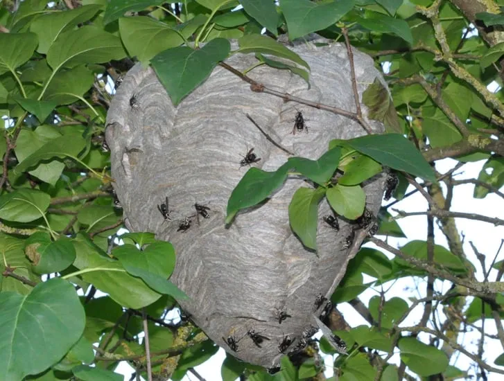 Professional residential landscaping in Delafield, WI by LC's Lawn & Pest Care LLC