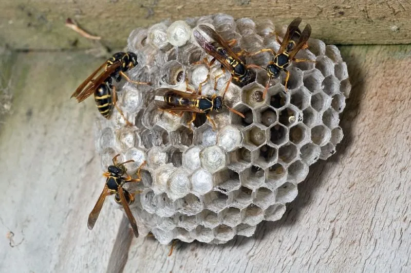 Professional yard cleanup service for outdoor upgrades across Delafield, WI - LC's Lawn & Pest Care LLC