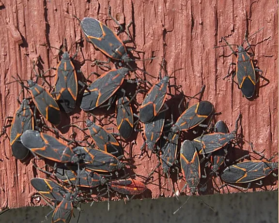 Trusted outdoor landscaping in Delafield, WI - LC's Lawn & Pest Care LLC