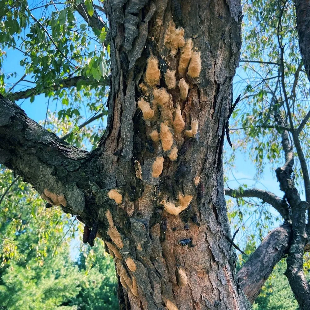 Expert landscaping services for outdoor upgrades in Maplewood, MN by LCS Lawn & Tree Service