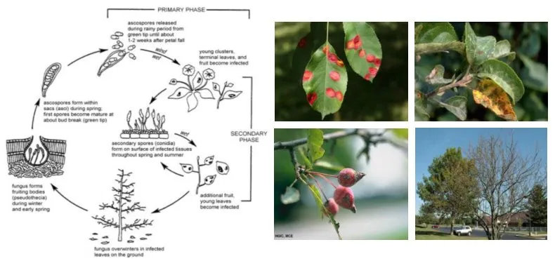 Local landscape design in Maplewood, MN by LCS Lawn & Tree Service