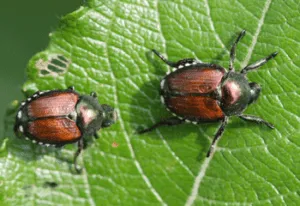 Local yard maintenance in Maplewood, MN by LCS Lawn & Tree Service