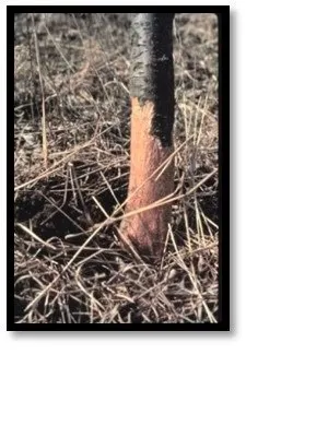 Affordable lawn care service in Maplewood, MN - LCS Lawn & Tree Service