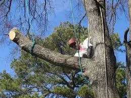 Professional outdoor landscaping for residential properties across Minneapolis, MN - LCS Lawn and Tree Service