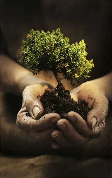 Professional yard cleanup service experts serving Minneapolis, MN - LCS Lawn and Tree Service