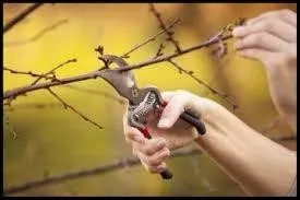 Local lawn mowing service in Minneapolis, MN by LCS Lawn and Tree Service