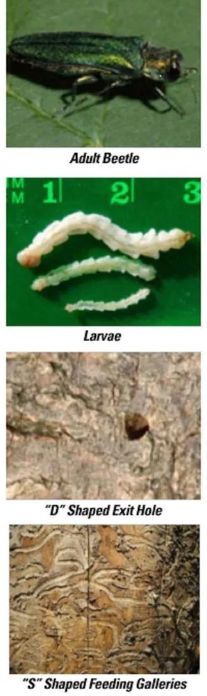 Custom landscape installation in Minneapolis, MN - LCS Lawn and Tree Service