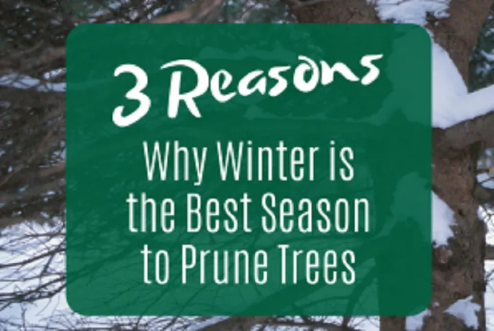 Affordable lawn care service for beautiful yards in Minneapolis, MN by LCS Lawn and Tree Service