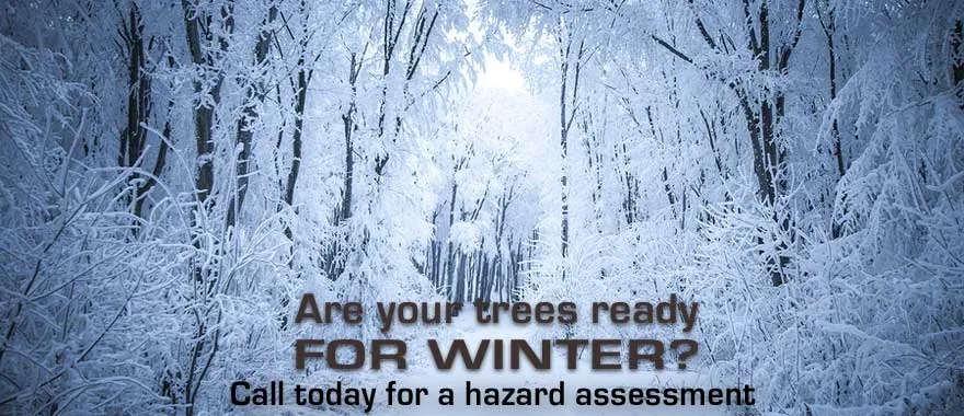 Professional lawn mowing service for year-round maintenance in Minneapolis, MN by LCS Lawn and Tree Service