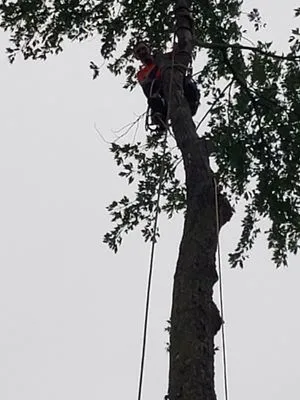 LCTH Trees and Landscaping Logo