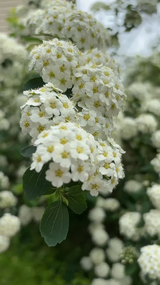 Reliable landscape installation in Canton, OH - LD Hauling Removal And More