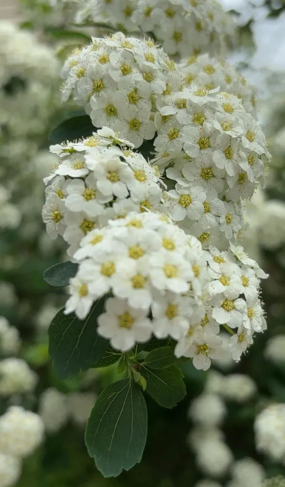 Local garden landscaping experts serving Canton, OH - LD Hauling Removal And More