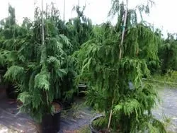 Local lawn care service for residential properties across Millville, NJ - L&D Landscaping