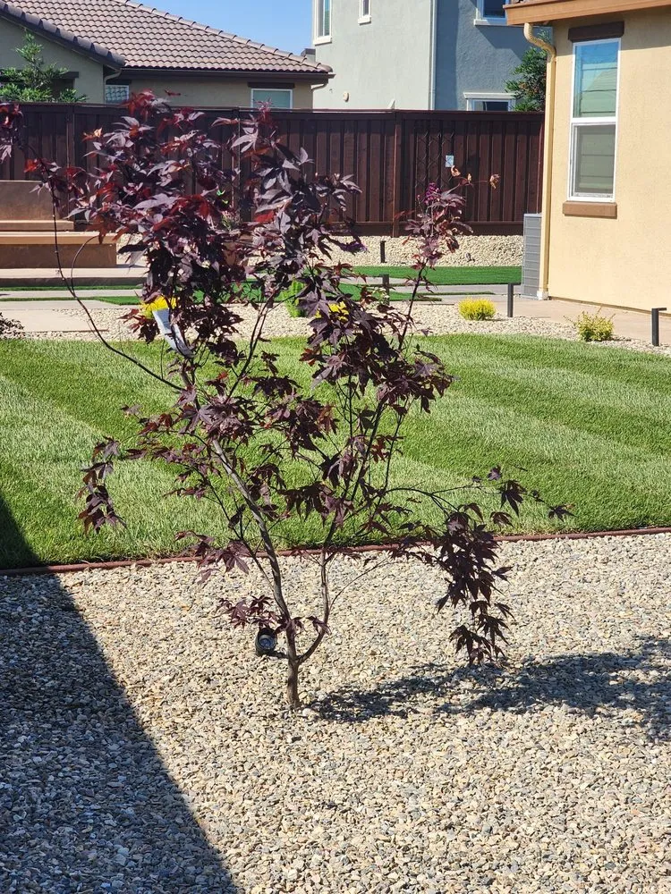 Expert lawn mowing service near you in Vacaville, CA by LD Landscaping