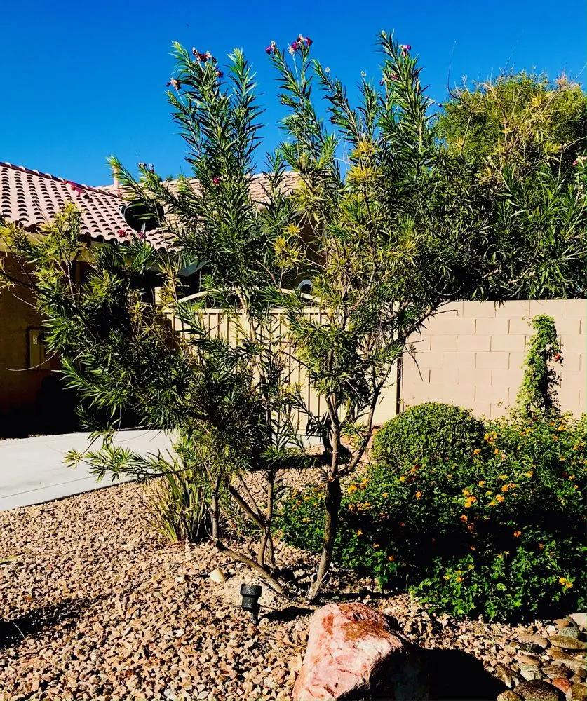 Trusted landscaping services in North Las Vegas, NV by LDI Grounds Mgmt