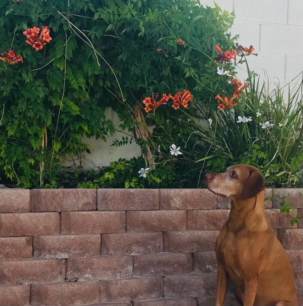 Custom landscape installation experts serving North Las Vegas, NV - LDI Grounds Mgmt