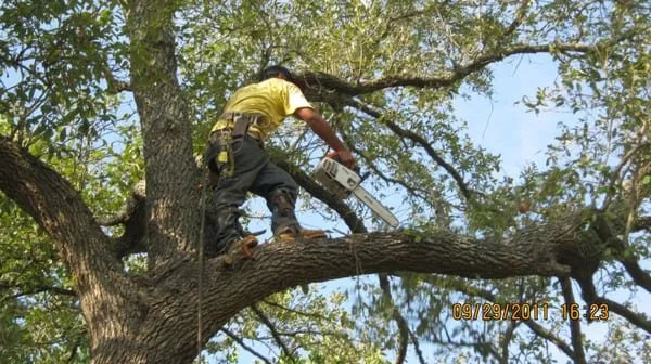 Custom yard maintenance in Bonaire, GA - LDI Landscape
