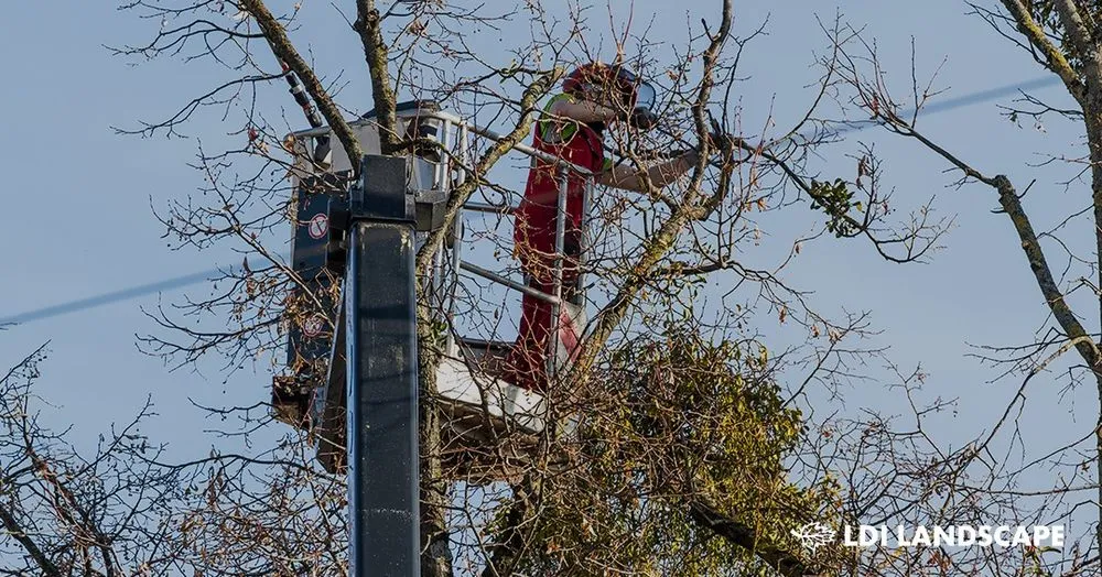 Local yard cleanup service for beautiful yards across Bonaire, GA - LDI Landscape