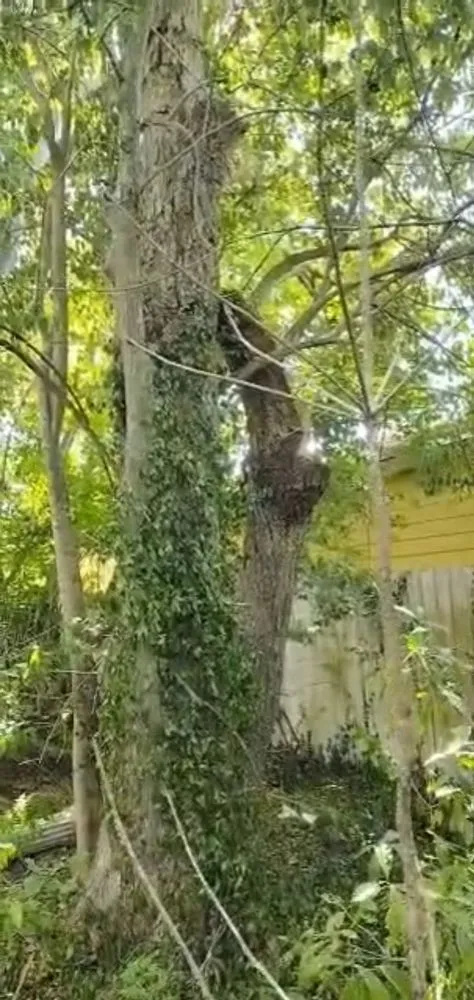 Local landscaping services experts serving League City, TX - LDI Services