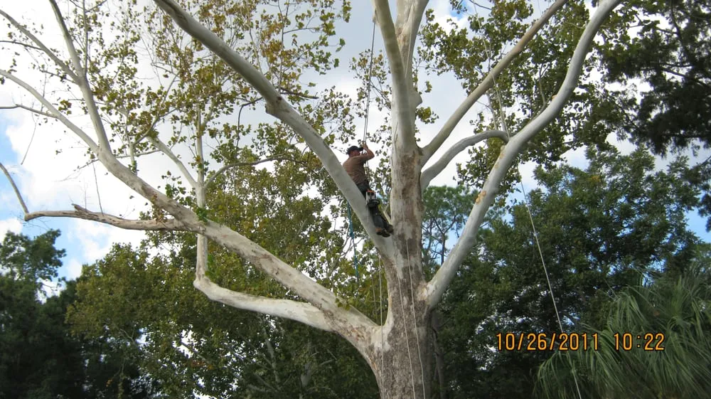 Professional lawn mowing service experts serving League City, TX - LDI Services